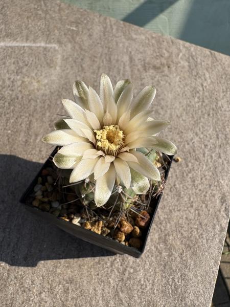 Gymnocalycium spec.